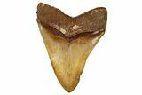 Serrated, Fossil Megalodon Tooth From Morocco - Rare Location #353005-1